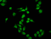 Immunofluorescence staining of Hela cells with CSB-PA010429OA35me1HU at 1:2.5, counter-stained with DAPI. The cells were fixed in 4% formaldehyde, permeabilized using 0.2% Triton X-100 and blocked in 10% normal Goat Serum. The cells were then incu...