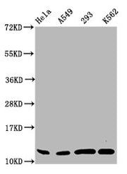 Western Blot Positive WB detected in: Hela whole cell lysate, A549 whole cell lysate, 293 whole cell lysate, K562 whole cell lysate All lanes: HIST1H4A antibody at 0.5µg/ml Secondary Goat polyclonal to rabbit IgG at 1/50000 dilution Predicted band...