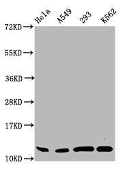 Western Blot Positive WB detected in: Hela whole cell lysate, A549 whole cell lysate, 293 whole cell lysate, K562 whole cell lysate All lanes: HIST1H4A antibody at 0.5µg/ml Secondary Goat polyclonal to rabbit IgG at 1/50000 dilution Predicted band...