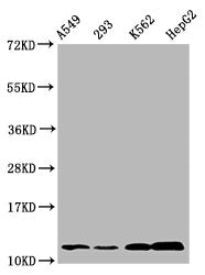 Western Blot Positive WB detected in: A549 whole cell lysate, 293 whole cell lysate, K562 whole cell lysate, HepG2 whole cell lysate (treated by 30mM sodium butyrate for 4h) All lanes: HIST1H4A antibody at 1.25µg/ml Secondary Goat polyclonal to ra...