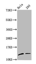 Western Blot Positive WB detected in: Hela whole cell lysate, 293 whole cell lysate All lanes: HIST1H4A antibody at 1:100 Secondary Goat polyclonal to rabbit IgG at 1/50000 dilution Predicted band size: 12 kDa Observed band size: 12 kDa