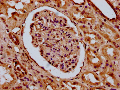 IHC image of CSB-PA010429OA59nhibHU diluted at 1:20 and staining in paraffin-embedded human kidney tissue performed on a Leica BondTM system. After dewaxing and hydration, antigen retrieval was mediated by high pressure in a citrate buffer (pH 6.0...