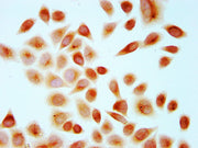 Immunocytochemistry analysis of CSB-PA010429OA67me1HU diluted at 1:10 and staining in Hela cells performed on a Leica BondTM system. The cells were fixed in 4% formaldehyde, permeabilized using 0.2% Triton X-100 and blocked with 10% normal goat se...