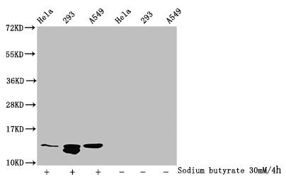 Western Blot Detected samples: Hela whole cell lysate, 293 whole cell lysate, A549 whole cell lysate; Untreated (-) or treated (+) with 30mM sodium butyrate for 4h All lanes: HIST1H4A antibody at 1:100 Secondary Goat polyclonal to rabbit IgG at 1/...