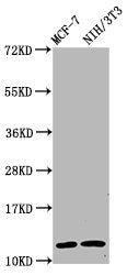 Western Blot Positive WB detected in: MCF-7 whole cell lysate, NIH/3T3 whole cell lysate All lanes: HIST1H4A antibody at 0.63µg/ml Secondary Goat polyclonal to rabbit IgG at 1/50000 dilution Predicted band size: 12 kDa Observed band size: 12 kDa