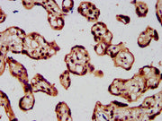 IHC image of CSB-PA010429OA77nme1HU diluted at 1:5 and staining in paraffin-embedded human placenta tissue performed on a Leica BondTM system. After dewaxing and hydration, antigen retrieval was mediated by high pressure in a citrate buffer (pH 6....