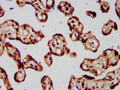 IHC image of CSB-PA010429OA77nme1HU diluted at 1:5 and staining in paraffin-embedded human placenta tissue performed on a Leica BondTM system. After dewaxing and hydration, antigen retrieval was mediated by high pressure in a citrate buffer (pH 6....