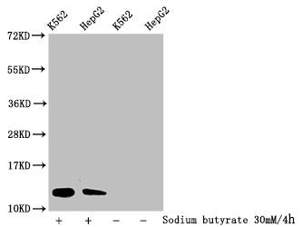 Western Blot Detected samples: K562 whole cell lysate, HepG2 whole cell lysate; Untreated (-) or treated (+) with 30mM sodium butyrate for 4h All lanes: HIST1H4A antibody at 1:100 Secondary Goat polyclonal to rabbit IgG at 1/50000 dilution Predict...