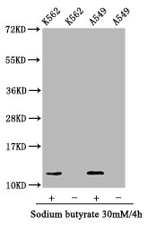 Western Blot Positive WB detected in: K562 whole cell lysate, A549 whole cell lysate (treated with 30mM sodium butyrate for 4h or not) All lanes: HIST1H4A antibody at 1.05µg/ml Secondary Goat polyclonal to rabbit IgG at 1/50000 dilution Predicted...