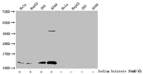 Western Blot Detected samples: Hela whole cell lysate, HepG2 whole cell lysate, 293 whole cell lysate, A549 whole cell lysate; Untreated (-) or treated (+) with 30mM sodium butyrate for 4h All lanes: HIST1H4A antibody at 1:1000 Secondary Goat poly...