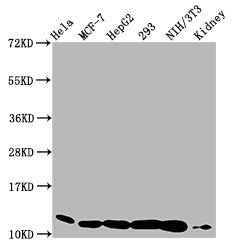 Western Blot Positive WB detected in: Hela whole cell lysate, MCF-7 whole cell lysate, HepG2 whole cell lysate, 293 whole cell lysate, NIH/3T3 whole cell lysate, Mouse kidney tissue All lanes: HIST1H4A antibody at 0.77µg/ml Secondary Goat polyclon...