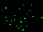Immunofluorescent analysis of Hela cells using CSB-PA010429PA03me1HU at dilution of 1:100 and Alexa Fluor 488-congugated AffiniPure Goat Anti-Rabbit IgG(H+L)