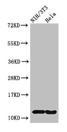 Western Blot Positive WB detected in: NIH/3T3 cell acid extracts, Hela cell acid extracts All lanes: HIST1H4A antibody at 2µg/ml Secondary Goat polyclonal to rabbit IgG at 1/50000 dilution Predicted band size: 12 kDa Observed band size: 12 kDa