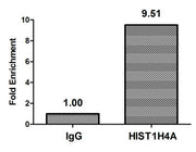 Chromatin Immunoprecipitation Hela (4*106) were treated with Micrococcal Nuclease, sonicated, and immunoprecipitated with 8µg anti-HIST1H4A (CSB-PA010429PA05acHU) or a control normal rabbit IgG. The resulting ChIP DNA was quantified using real-tim...