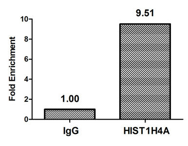 Chromatin Immunoprecipitation Hela (4*106) were treated with Micrococcal Nuclease, sonicated, and immunoprecipitated with 8µg anti-HIST1H4A (CSB-PA010429PA05acHU) or a control normal rabbit IgG. The resulting ChIP DNA was quantified using real-tim...