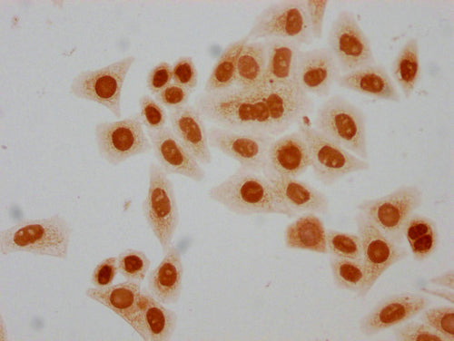 Immunocytochemistry analysis of CSB-PA010429PA05hibHU diluted at 1:50 and staining in Hela cells(treated with 30mM sodium butyrate for 4h) performed on a Leica BondTM system. The cells were fixed in 4% formaldehyde, permeabilized using 0.2% Triton...