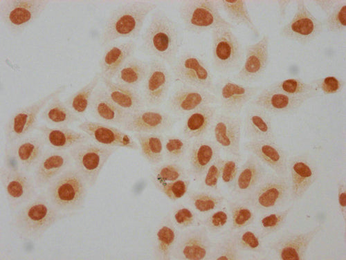 Immunocytochemistry analysis of CSB-PA010429PA08hibHU diluted at 1:50 and staining in Hela cells(treated with 30mM sodium butyrate for 4h) performed on a Leica BondTM system. The cells were fixed in 4% formaldehyde, permeabilized using 0.2% Triton...