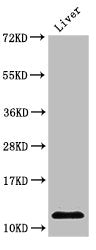 Western Blot Positive WB detected in: Rat liver tissue All lanes: HIST1H4A antibody at 2µg/ml Secondary Goat polyclonal to rabbit IgG at 1/50000 dilution Predicted band size: 12 kDa Observed band size: 12 kDa
