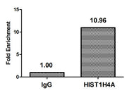 Chromatin Immunoprecipitation Hela (4*106, treated with 30mM sodium butyrate for 4h) were treated with Micrococcal Nuclease, sonicated, and immunoprecipitated with 8µg anti-HIST1H4A (CSB-PA010429PA16acHU) or a control normal rabbit IgG. The result...