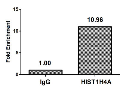 Chromatin Immunoprecipitation Hela (4*106, treated with 30mM sodium butyrate for 4h) were treated with Micrococcal Nuclease, sonicated, and immunoprecipitated with 8µg anti-HIST1H4A (CSB-PA010429PA16acHU) or a control normal rabbit IgG. The result...