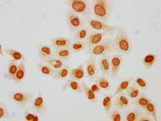 Immunocytochemistry analysis of CSB-PA010429PA31butHU diluted at 1:50 and staining in Hela cells(treated with 30mM sodium butyrate for 4h) performed on a Leica BondTM system. The cells were fixed in 4% formaldehyde, permeabilized using 0.2% Triton...