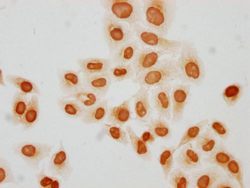 Immunocytochemistry analysis of CSB-PA010429PA31butHU diluted at 1:50 and staining in Hela cells(treated with 30mM sodium butyrate for 4h) performed on a Leica BondTM system. The cells were fixed in 4% formaldehyde, permeabilized using 0.2% Triton...