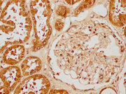 IHC image of CSB-PA010429PA31nforHU diluted at 1:40 and staining in paraffin-embedded human kidney tissue performed on a Leica BondTM system. After dewaxing and hydration, antigen retrieval was mediated by high pressure in a citrate buffer (pH 6.0...