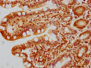 IHC image of CSB-PA010429PA44nhibHU diluted at 1:10 and staining in paraffin-embedded human small intestine tissue performed on a Leica BondTM system. After dewaxing and hydration, antigen retrieval was mediated by high pressure in a citrate buffe...