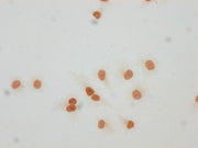 Immunocytochemistry analysis of CSB-PA010429PA59forHU diluted at 1:10 and staining in Hela cells(treated with 30mM sodium butyrate for 4h) performed on a Leica BondTM system. The cells were fixed in 4% formaldehyde, permeabilized using 0.2% Triton...