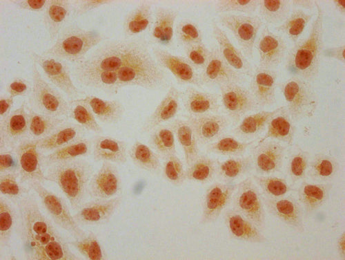 Immunocytochemistry analysis of CSB-PA010429PA91hibHU diluted at 1:150 and staining in Hela cells(treated with 30mM sodium butyrate for 4h) performed on a Leica BondTM system. The cells were fixed in 4% formaldehyde, permeabilized using 0.2% Trito...