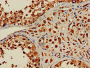 Immunohistochemistry of paraffin-embedded human testis tissue using CSB-PA010445LA01HU at dilution of 1:100
