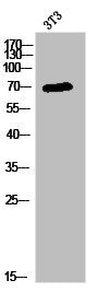 Western Blot analysis of 3T3 cells using KV4.1 Polyclonal Antibody