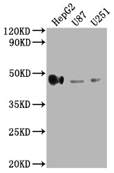 Western Blot Positive WB detected in: HepG2 whole cell lysate, U87 whole cell lysate, U251 whole cell lysate All lanes: HLA-G antibody at 1:2000 Secondary Goat polyclonal to rabbit IgG at 1/50000 dilution Predicted band size: 39, 28, 18, 37, 26, 1...