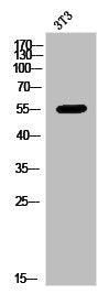 Western Blot analysis of 3T3 cells using KIR3.1 Polyclonal Antibody