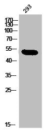 Western Blot analysis of 293 cells using KIR2.3 Polyclonal Antibody