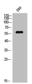 Western Blot analysis of 293 cells using Phospho-PAKγ (S20) Polyclonal Antibody
