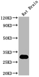 Western Blot Positive WB detected in: Rat Brain tissue All lanes: Hmgb1 antibody at 1:2000 Secondary Goat polyclonal to rabbit IgG at 1/50000 dilution Predicted band size: 25 kDa Observed band size: 30 kDa