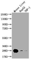 Western Blot Positive WB detected in: Mouse lung tissue, Mouse kidney tissue All lanes: HMGB1 antibody at 2.7ug/ml Secondary Goat polyclonal to rabbit IgG at 1/50000 dilution Predicted band size: 25 kDa Observed band size: 25, 70 kDa