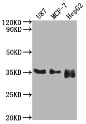 Western Blot Positive WB detected in: U87 whole cell lysate, MCF-7 whole cell lysate, HepG2 whole cell lysate All lanes: HMGCL antibody at 1:2000 Secondary Goat polyclonal to rabbit IgG at 1/50000 dilution Predicted band size: 35, 27, 21 kDa Obser...