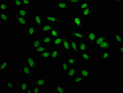 Immunofluorescence staining of Hela cells with CSB-PA010600HA01HU at 1:100, counter-stained with DAPI. The cells were fixed in 4% formaldehyde, permeabilized using 0.2% Triton X-100 and blocked in 10% normal Goat Serum. The cells were then incubat...