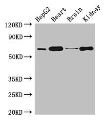 Western Blot Positive WB detected in: HepG2 whole cell lysate, Mouse heart tissue, Mouse brain tissue, Mouse kidney tissue All lanes: HNRNPL antibody at 3µg/ml Secondary Goat polyclonal to rabbit IgG at 1/50000 dilution Predicted band size: 65, 51...