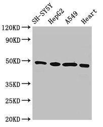 Western Blot Positive WB detected in: SH-SY5Y whole cell lysate, HepG2 whole cell lysate, A549 whole cell lysate, Rat heart tissue All lanes: HOXA5 antibody at 3ug/ml Secondary Goat polyclonal to rabbit IgG at 1/50000 dilution Predicted band size:...