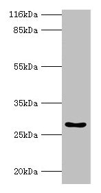 Western blot All lanes: HOXA6 antibody at 2µg/ml + Mouse heart tissue Secondary Goat polyclonal to rabbit IgG at 1/10000 dilution Predicted band size: 27 kDa Observed band size: 27 kDa