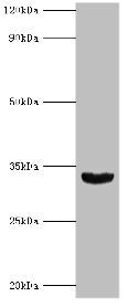 Western blot All lanes: Homeobox protein Hox-B1 antibody at 9ug/ml + Mouse liver tissue Secondary Goat polyclonal to rabbit IgG at 1/10000 dilution Predicted band size: 33, 25 kDa Observed band size: 33 kDa