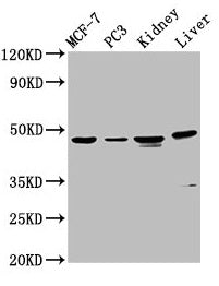 Western Blot Positive WB detected in: MCF-7 whole cell lysate, PC-3 whole cell lysate, Rat kidney tissue, Mouse liver tissue All lanes: HPN antibody at 4.5µg/ml Secondary Goat polyclonal to rabbit IgG at 1/50000 dilution Predicted band size: 46 kD...