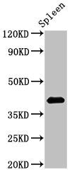 Western Blot Positive WB detected in: Rat spleen tissue All lanes: HS2ST1 antibody at 2.7µg/ml Secondary Goat polyclonal to rabbit IgG at 1/50000 dilution Predicted band size: 42, 35, 27 kDa Observed band size: 42 kDa