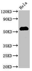 Western Blot Positive WB detected in: Hela whole cell lysate All lanes: HSF1 antibody at 3µg/ml Secondary Goat polyclonal to rabbit IgG at 1/50000 dilution Predicted band size: 58, 53 kDa Observed band size: 58 kDa