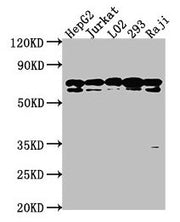 Western Blot Positive WB detected in: HepG2 whole cell lysate, Jurkat whole cell lysate, L02 whole cell lysate, 293 whole cell lysate, Raji whole cell lysate All lanes: HSPA1L antibody at 1:2000 Secondary Goat polyclonal to rabbit IgG at 1/50000 d...