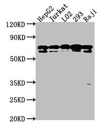 Western Blot Positive WB detected in: HepG2 whole cell lysate, Jurkat whole cell lysate, L02 whole cell lysate, 293 whole cell lysate, Raji whole cell lysate All lanes: HSPA1L antibody at 1:2000 Secondary Goat polyclonal to rabbit IgG at 1/50000 d...