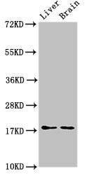Western Blot Positive WB detected in: Mouse liver tissue, Mouse brain tissue All lanes: HSPB6 antibody at 3ug/ml Secondary Goat polyclonal to rabbit IgG at 1/50000 dilution Predicted band size: 18 kDa Observed band size: 18 kDa